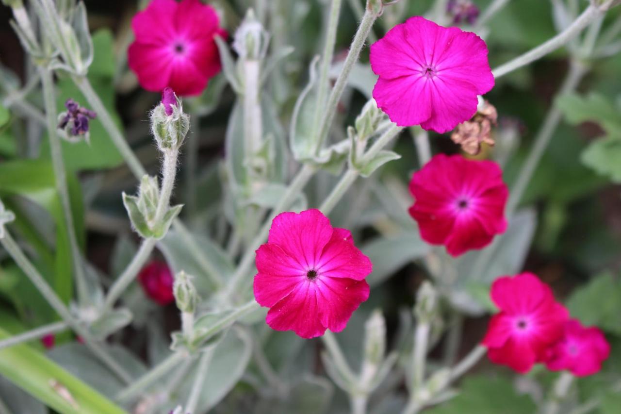 Tweepersoonskamer met Uitzicht op de Tuin
