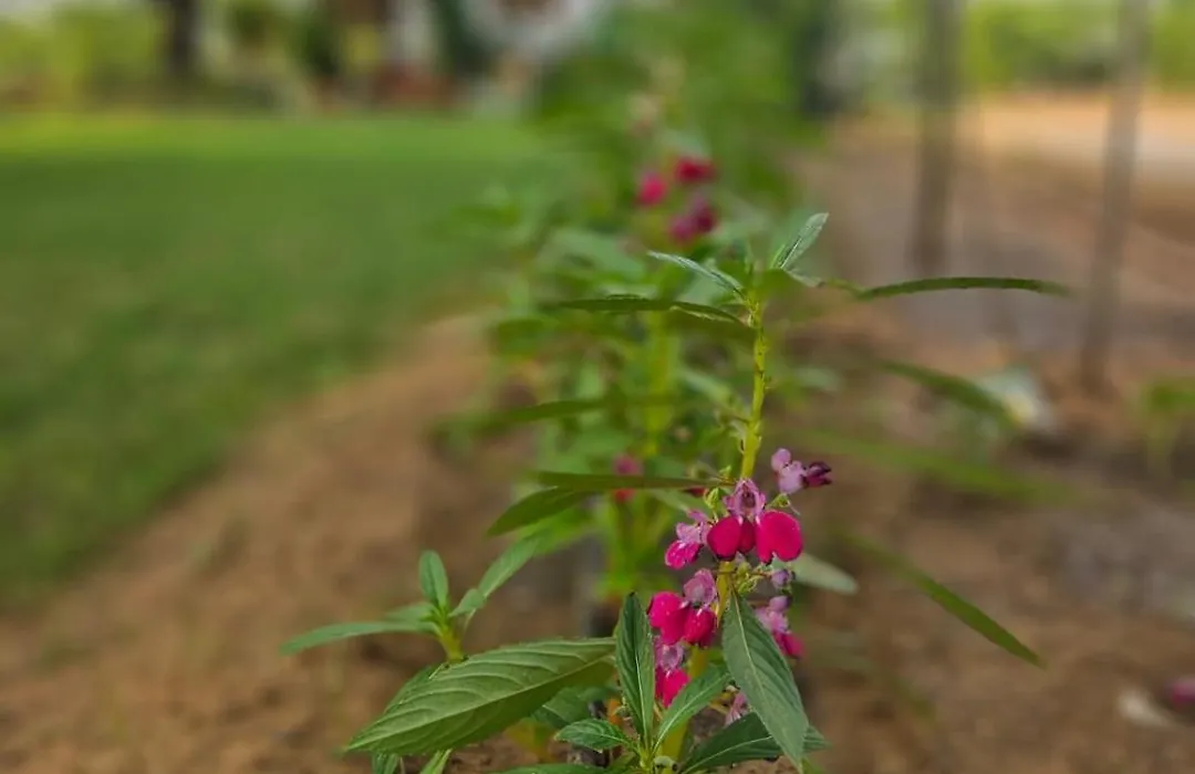 Bliss Farm Stay-1