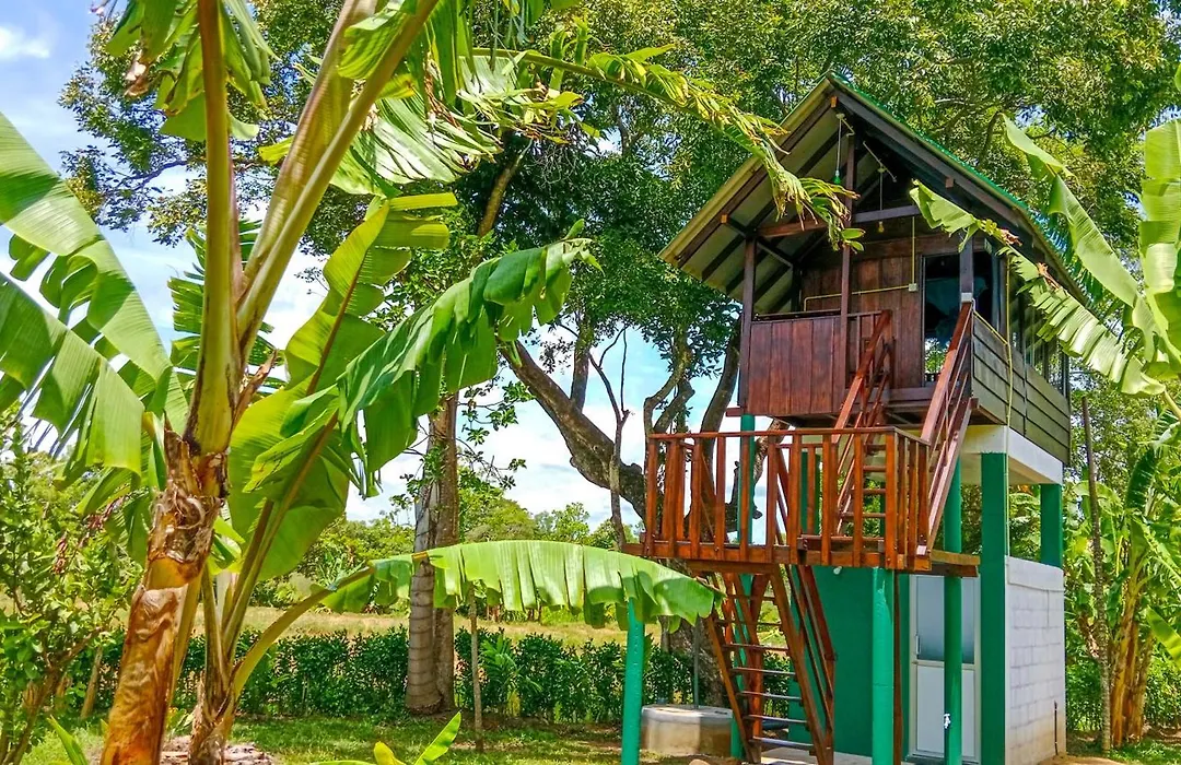 Pride Rock Villa & Tree House-1