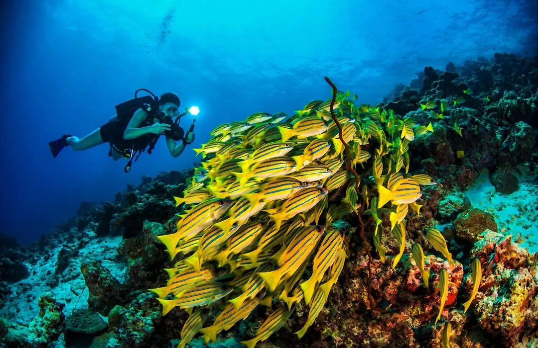 Dusit Thani Maldives - Mudhdhoo Island, Baa Atoll-1