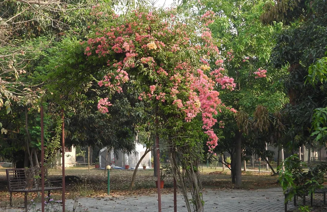 Lumbini Buddha Garden Resort-1