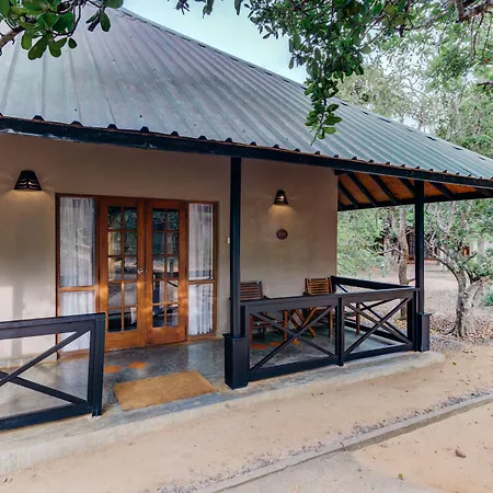 Cinnamon Wild Yala-3