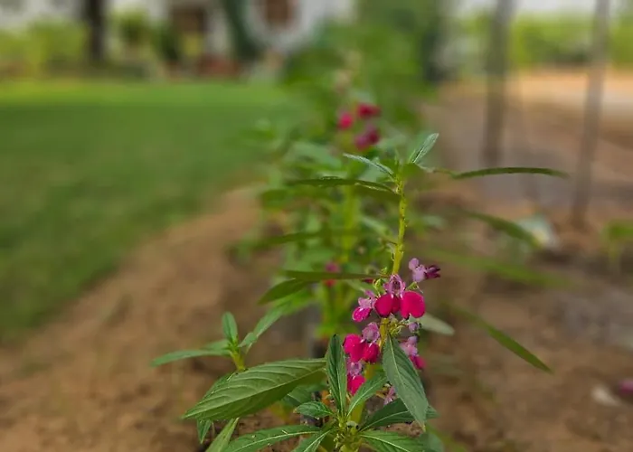 Bliss Farm Stay Jaipur