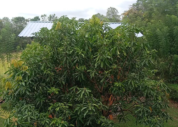 Sigiri Royal Point Tree House