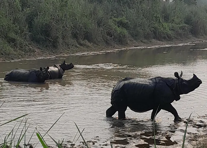 Crocodile Safari Camp Hotel Chitwan