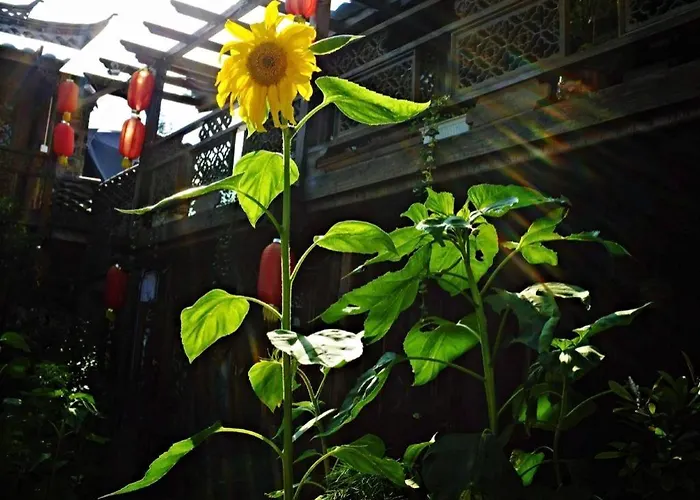 Lijiang Baisha Holiday Resort